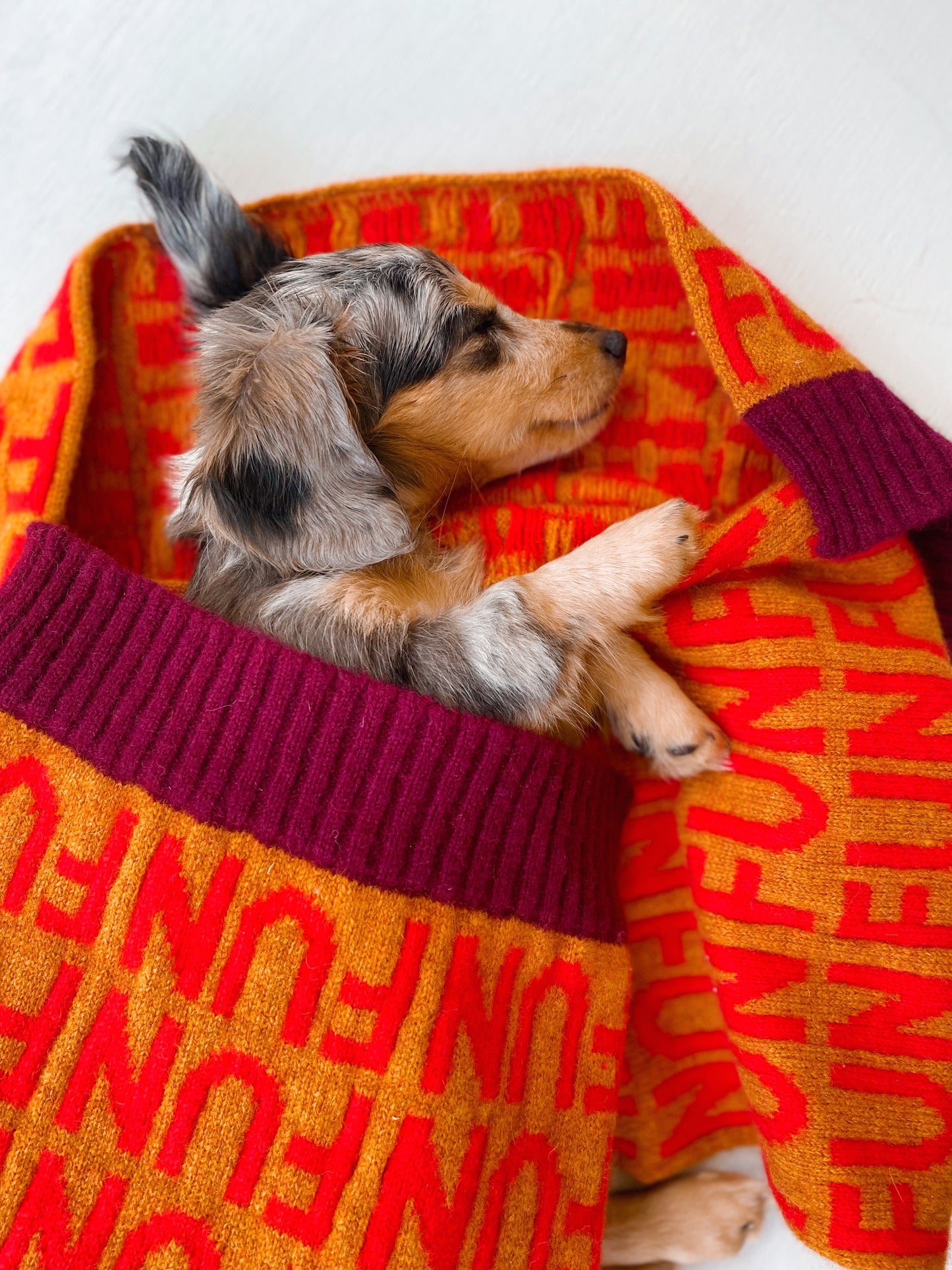 Small dog in a colorful sweater with red text FUN on a white background